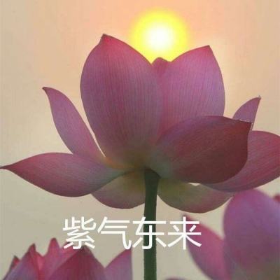 玛奇梦想生活破解版下载